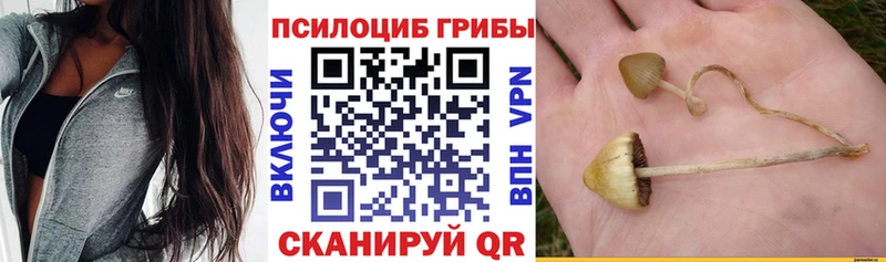 купить  цена  OMG вход  Псилоцибиновые грибы ЛСД  Черняховск 